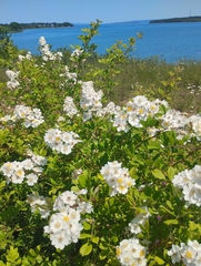 multiflora rose