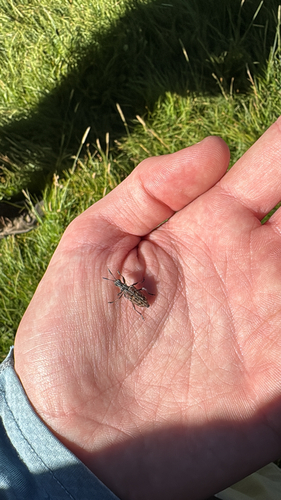 iNaturalist observation photo of Ribbed Pine Borer