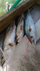 Scomberomorus maculatus