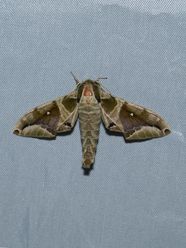 Parum colligata
