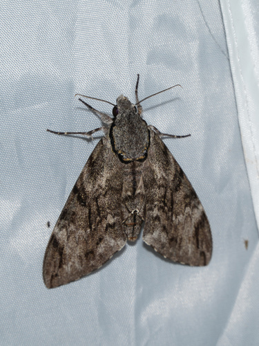 Plain grey hawkmoth