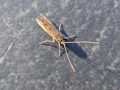 Trichoptera