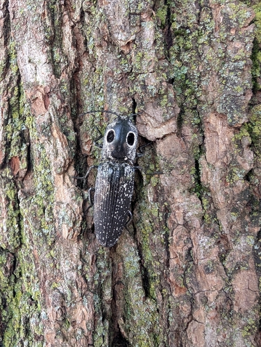 Eastern Eyed Click Beetle