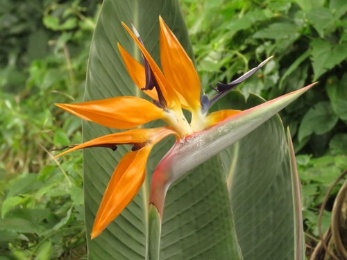 Flor de Ave del Paraíso (Strelitzia reginae) · NaturaLista Mexico