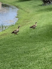 Alopochen aegyptiaca