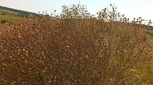 Crambe tataria, photograph 1