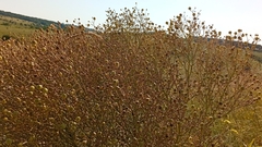 Crambe tataria, photograph author not stated, no rights reserved