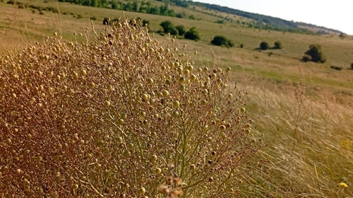 Crambe tataria, photograph 2