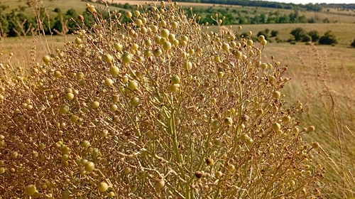 Crambe tataria, photograph 3