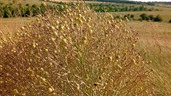 Crambe tataria, photograph author not stated, no rights reserved