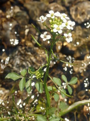 watercress