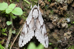 Sphinx caliginea