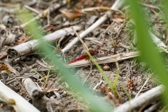 Broad Scarlet