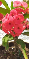 Euphorbia × lomi