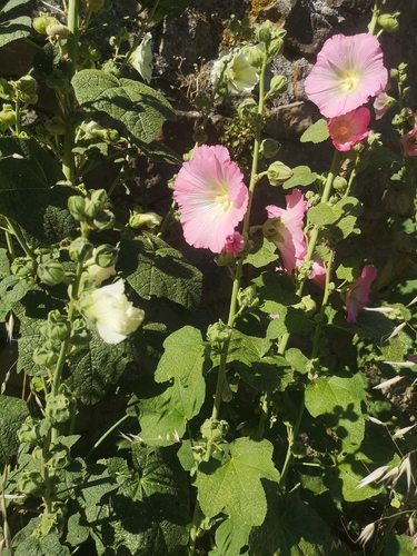 Hollyhock