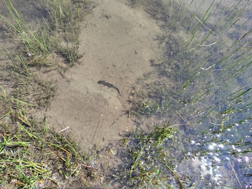 Greek Newt