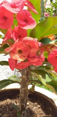Euphorbia × lomi
