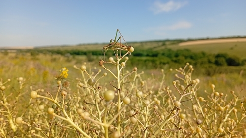 Crambe tataria