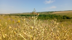 Crambe tataria