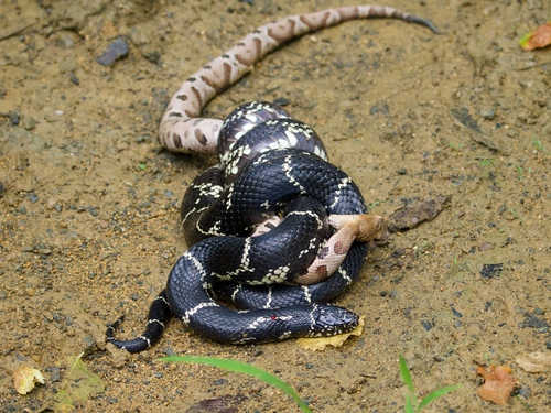 Eastern Kingsnake, North Carolina, US, photo 7 of 10