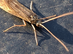 Trichoptera