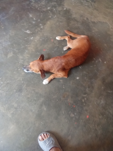 Domestic Dog