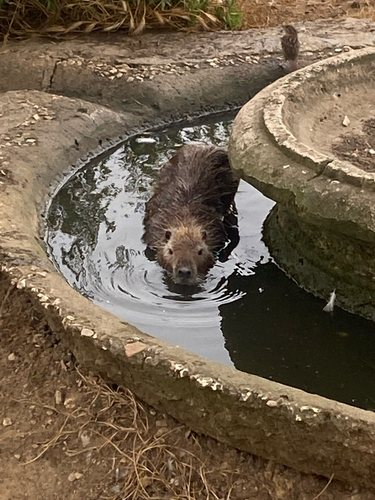 Coypu