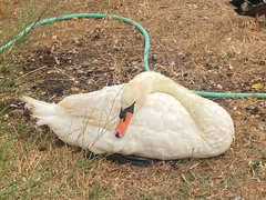 Mute Swan