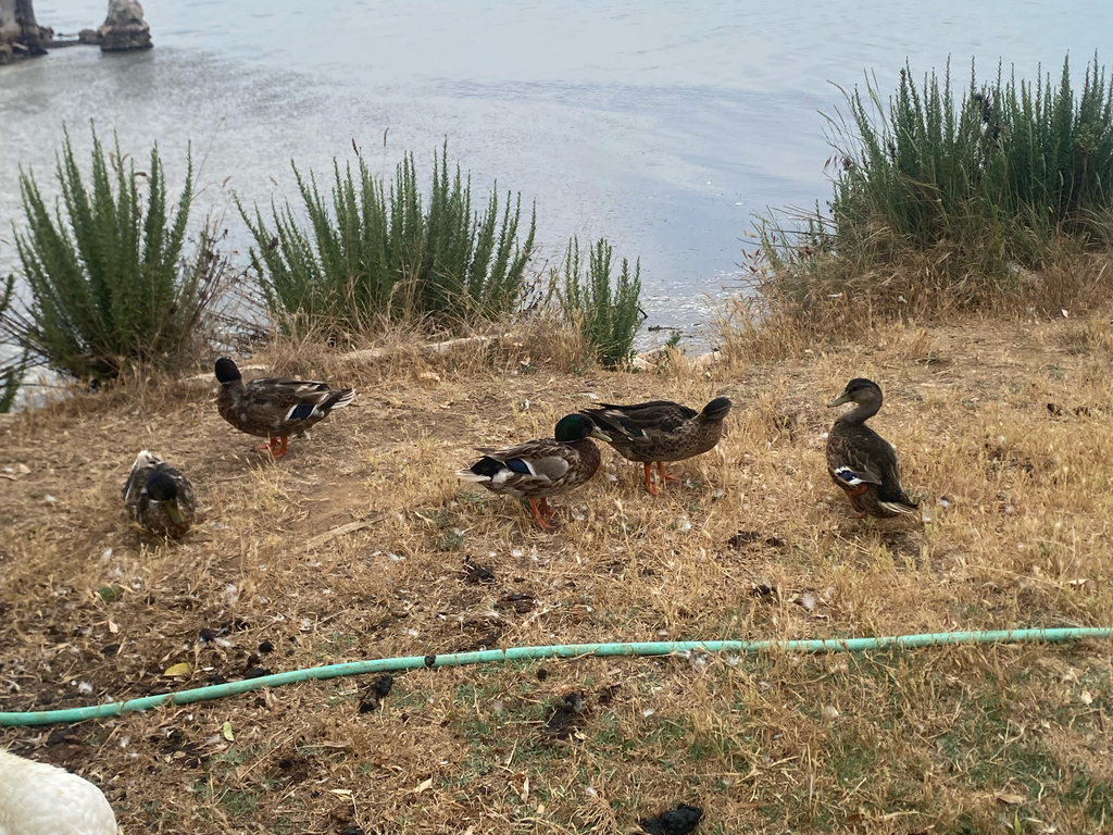 Canard colvert