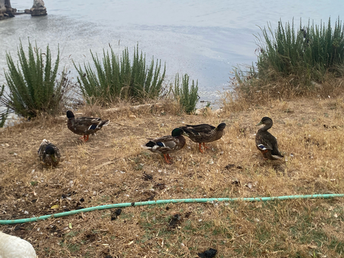 Stockente