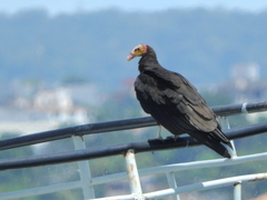 Cathartes