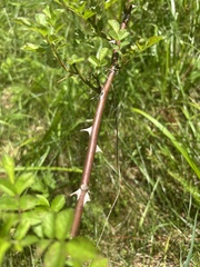 multiflora rose