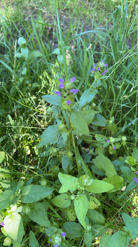 common selfheal