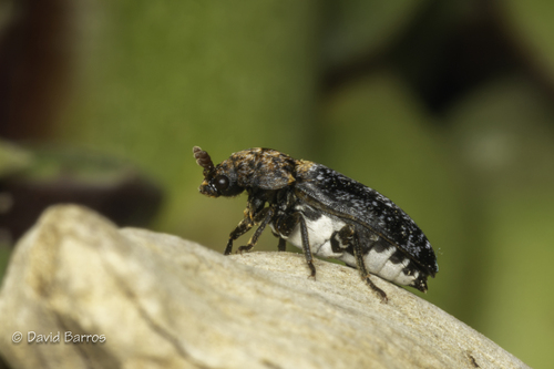 Dermestes undulatus