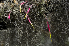 Tillandsia arroyoensis