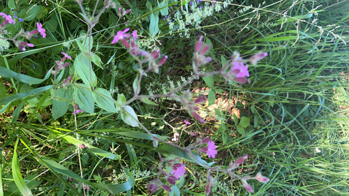 red campion