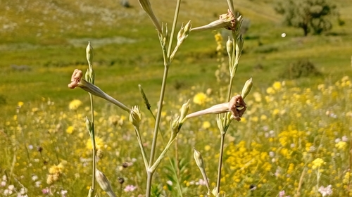 Silene bupleuroides, photograph 4