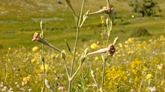 Silene bupleuroides, photograph author not stated, no rights reserved