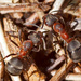 Black-backed Meadow Ant - Photo (c) Sarah Gregg, some rights reserved (CC BY-NC)