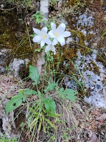 Madonna lily