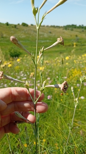 Silene bupleuroides, photograph 2