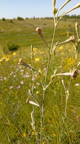 Silene bupleuroides, photograph 3