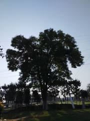 Fraxinus uhdei
