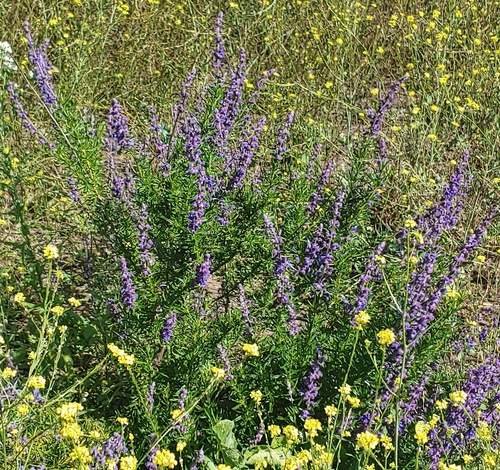 Trichostema lanatum