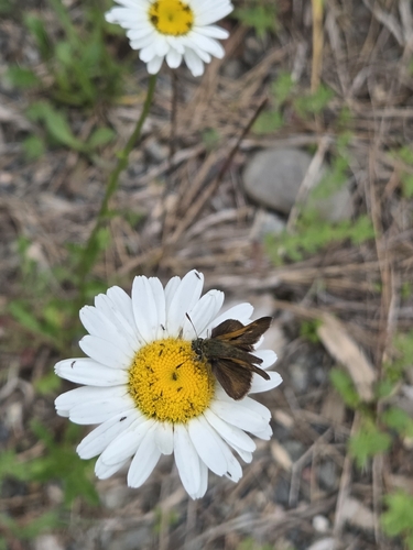 Tawny-edged Skipper