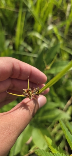 Scleria ciliata, 2026-06-29