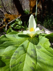 Trillium albidum