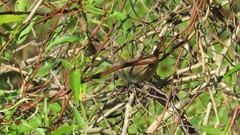 Phacellodomus sibilatrix