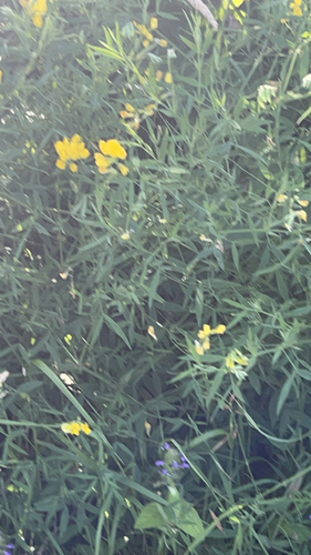 meadow pea