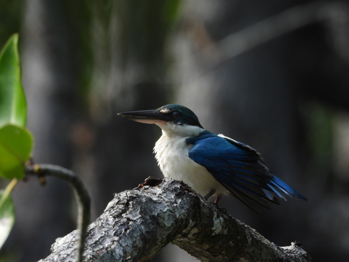 Todiramphus chloris